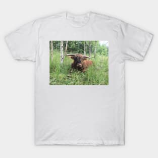 Scottish Highland Cattle Bull 1465 T-Shirt